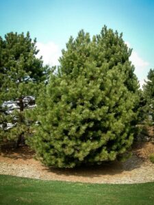 Сосна Чёрная (Pinus Nigra) купить по цене от 270.00р. в интернет-магазине «Посадика» с доставкой почтой в в Моздоке и по всей России – [изображение №1].