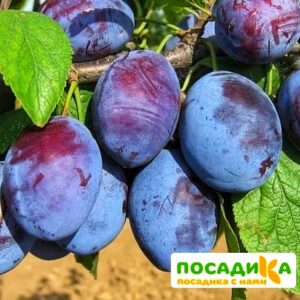 Слива Чачакская ранняя купить по цене от 229.00р. в интернет-магазине «Посадика» с доставкой почтой в в Моздоке и по всей России – [изображение №1].