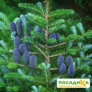 Пихта корейская (Abies koreana) купить по цене от 450.00р. в интернет-магазине «Посадика» с доставкой почтой в в Моздоке и по всей России – [изображение №1].