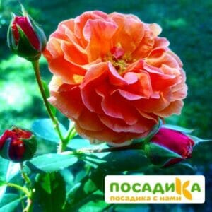 Роза Арабия купить по цене от 350.00р. в интернет-магазине «Посадика» с доставкой почтой в в Моздоке и по всей России – [изображение №1].