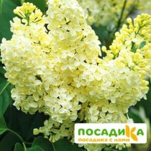 Сирень Примроуз (Primrose) купить по цене от 529.00р. в интернет-магазине «Посадика» с доставкой почтой в в Моздоке и по всей России – [изображение №1].