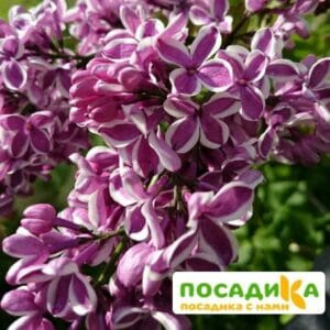 Сирень Сенсация купить по цене от 529.00р. в интернет-магазине «Посадика» с доставкой почтой в в Моздоке и по всей России – [изображение №1].