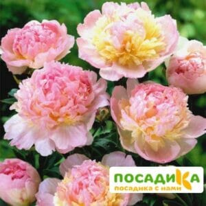 Пион Распберри Сандей (Paeonia Raspberry Sundae) купить по цене от 959р. в интернет-магазине «Посадика» с доставкой почтой в в Моздоке и по всей России – [изображение №1].