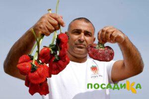 Клубника Гигант Джорнея купить по цене от 266р. в интернет-магазине «Посадика» с доставкой почтой в в Моздоке и по всей России – [изображение №1].