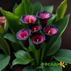 Калла Аура Лейс купить по цене от 400р. в интернет-магазине «Посадика» с доставкой почтой в в Моздоке и по всей России – [изображение №1].