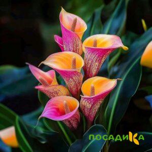 Калла Оникс купить по цене от 450р. в интернет-магазине «Посадика» с доставкой почтой в в Моздоке и по всей России – [изображение №1].