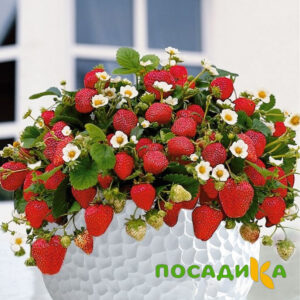 Клубника Рубиновый Шепот (горшечная) купить по цене от 240р. в интернет-магазине «Посадика» с доставкой почтой в в Моздоке и по всей России – [изображение №1].
