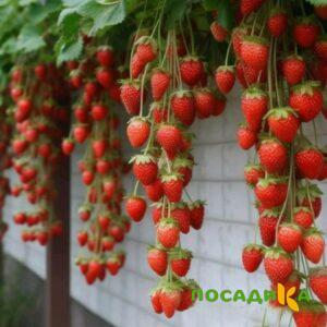 Клубника вьющаяся Комплимент купить по цене от 470р. в интернет-магазине «Посадика» с доставкой почтой в в Моздоке и по всей России – [изображение №1].