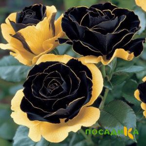 Роза Ханни Сикл купить по цене от 700р. в интернет-магазине «Посадика» с доставкой почтой в в Моздоке и по всей России – [изображение №1].