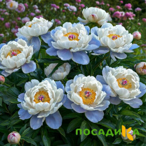 Пион акварельный Этюд купить по цене от 806р. в интернет-магазине «Посадика» с доставкой почтой в в Моздоке и по всей России – [изображение №1].