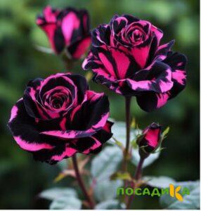 Роза Багровый Шепот купить по цене от 366р. в интернет-магазине «Посадика» с доставкой почтой в в Моздоке и по всей России – [изображение №1].