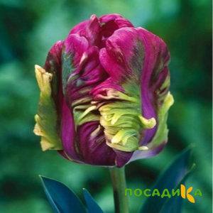 Тюльпан Экзотик Хэвен купить по цене от 186р. в интернет-магазине «Посадика» с доставкой почтой в в Моздоке и по всей России – [изображение №1].
