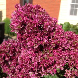 Флокс Филингс купить по цене от 329р. в интернет-магазине «Посадика» с доставкой почтой в в Моздоке и по всей России – [изображение №1].