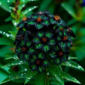 Флокс Ривьера купить по цене от 299р. в интернет-магазине «Посадика» с доставкой почтой в в Моздоке и по всей России – [изображение №1].