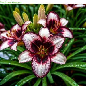 Лилейник Крим Сикл купить по цене от 799р. в интернет-магазине «Посадика» с доставкой почтой в в Моздоке и по всей России – [изображение №1].