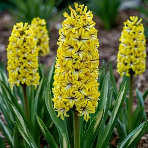 Гиацинт Сансет Голд купить по цене от 2099р. в интернет-магазине «Посадика» с доставкой почтой в в Моздоке и по всей России – [изображение №1].