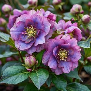 Морозник Айс Принцесс Чарм купить по цене от 650р. в интернет-магазине «Посадика» с доставкой почтой в в Моздоке и по всей России – [изображение №1].