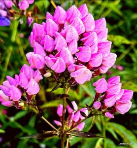 Флокс Бутоник купить по цене от 461р. в интернет-магазине «Посадика» с доставкой почтой в в Моздоке и по всей России – [изображение №1].