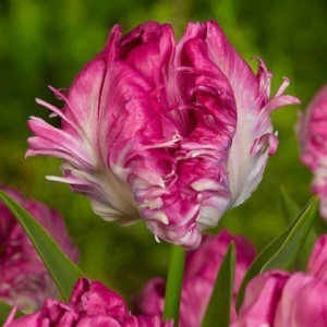 Тюльпан махровый Кул Кристал купить по цене от 400р. в интернет-магазине «Посадика» с доставкой почтой в в Моздоке и по всей России – [изображение №1].