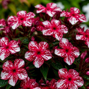 Флокс Ливер Гриммер купить по цене от 590р. в интернет-магазине «Посадика» с доставкой почтой в в Моздоке и по всей России – [изображение №1].